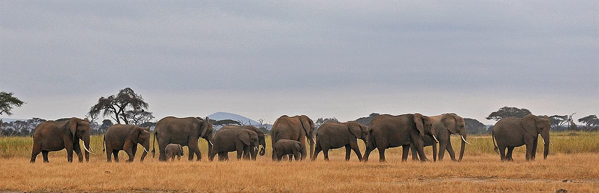 Elephants on the Serengeti plains, Tanzania